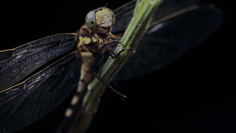 微距蜻蜓图片(8张)