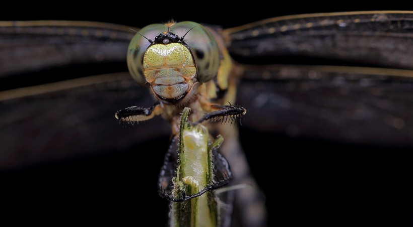 微距蜻蜓图片(5张)