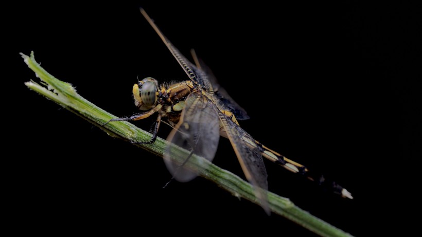 微距蜻蜓图片(5张)