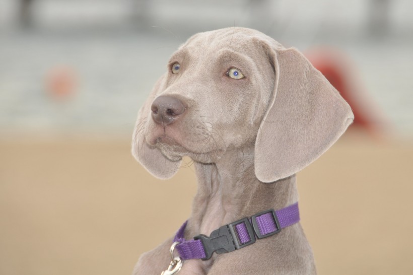 形态优雅的威玛猎犬图片(15张)