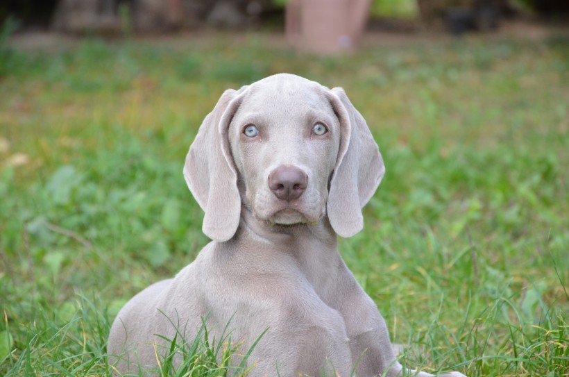 形态优雅的威玛猎犬图片(15张)