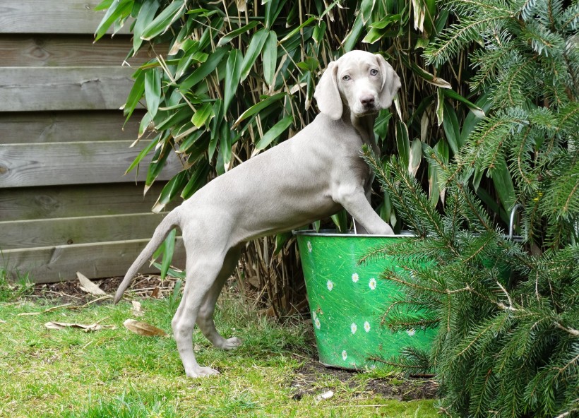 形态优雅的威玛猎犬图片(15张)