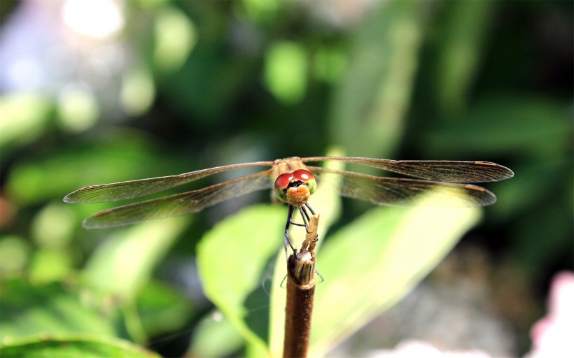 唯美的蜻蜓图片(13张)