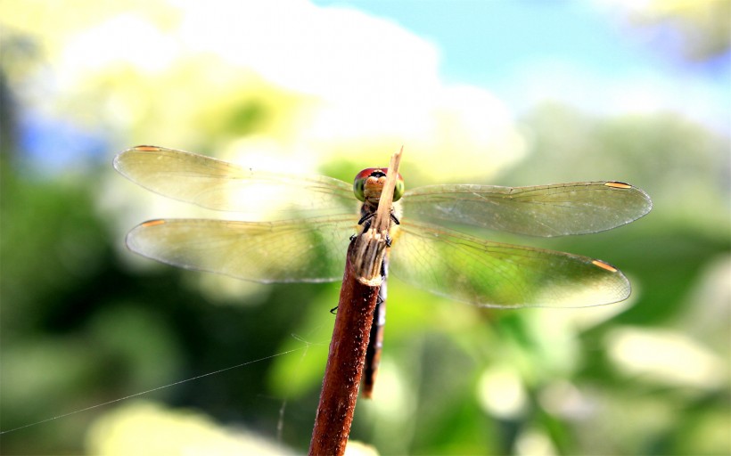 唯美的蜻蜓图片(13张)