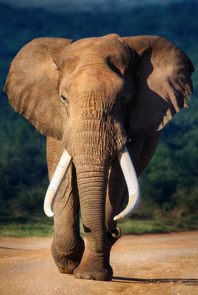 威武的大象动物图片(15张)