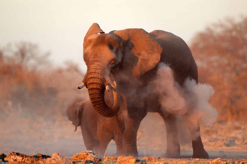 威武的大象动物图片(15张)