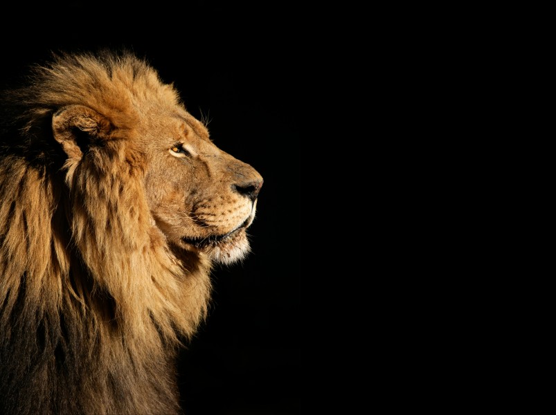 威严的狮子图片(6张)