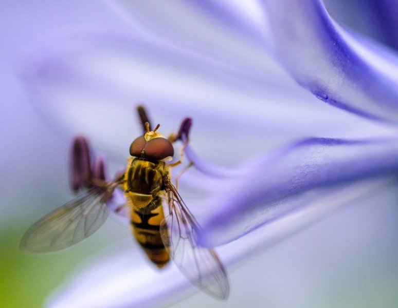 嗡嗡的小蜜蜂图片(12张)