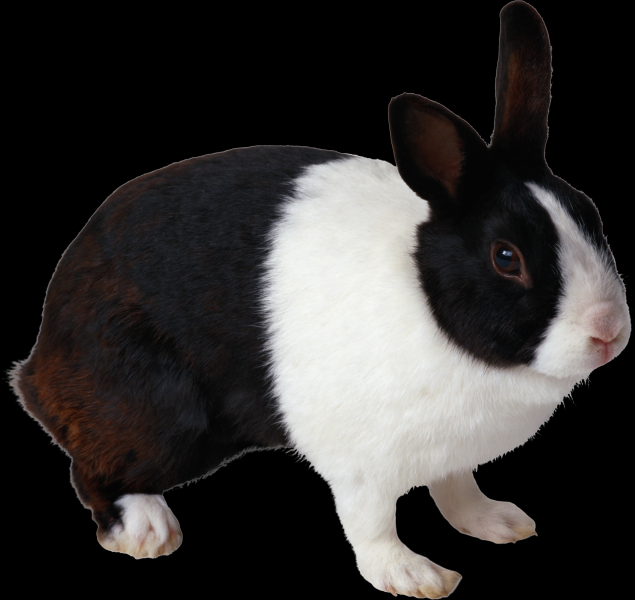 兔子透明背景PNG图片(18张)