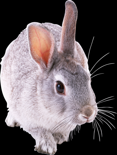 兔子透明背景PNG图片(18张)
