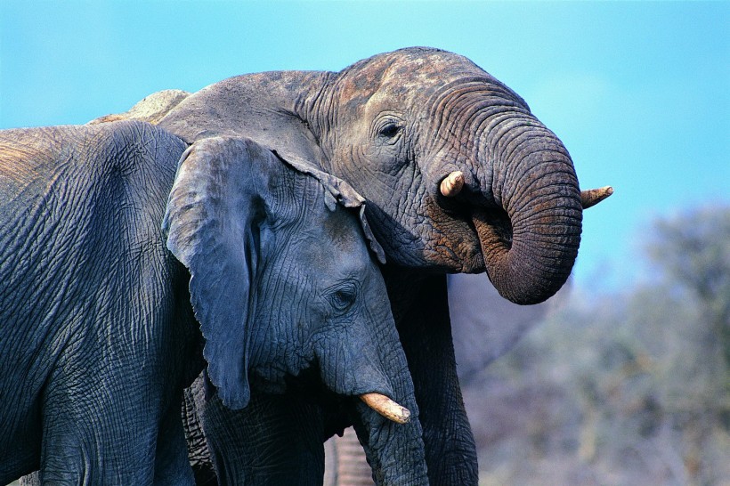 温馨大象家庭图片(24张)