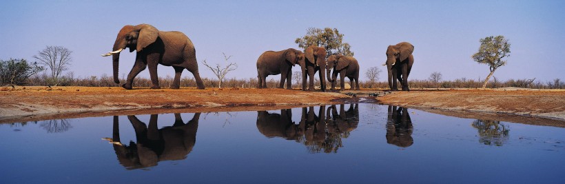温馨大象家庭图片(24张)