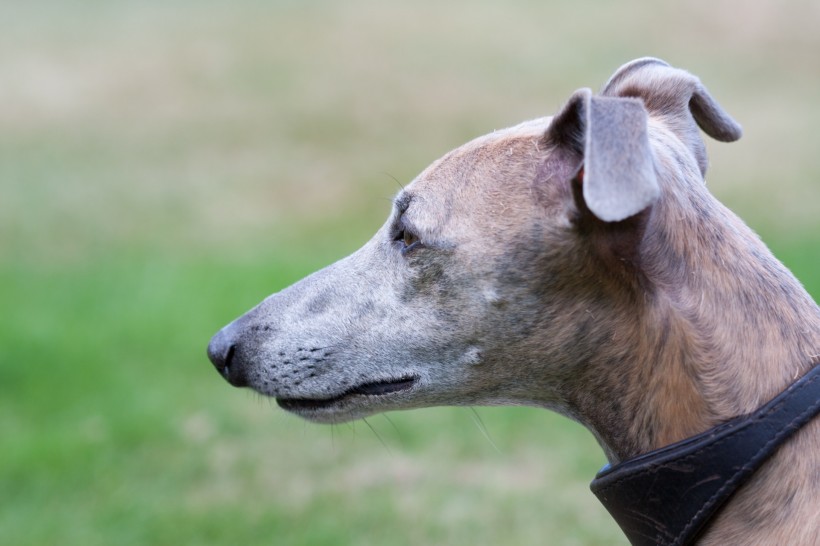 惠比特犬图片(18张)