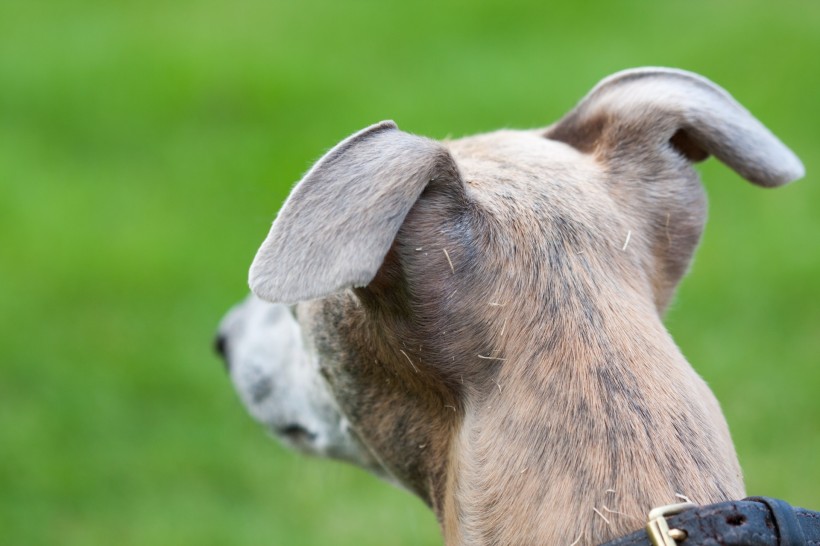 惠比特犬图片(18张)