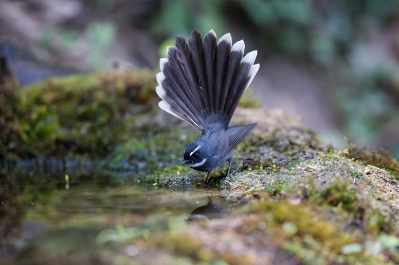可爱的白喉扇尾鹟鸟类图片(6张)