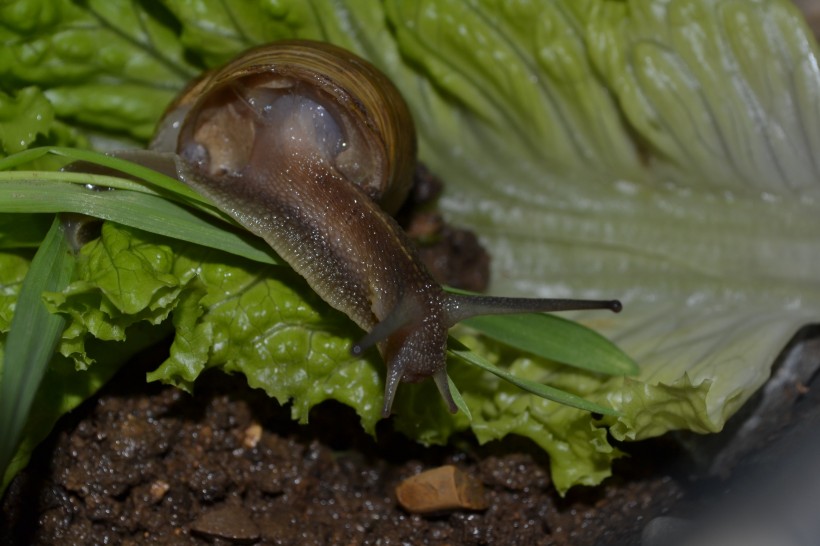 奋力爬行的蜗牛图片(8张)