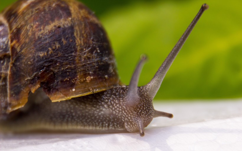 可爱小巧的蜗牛图片(9张)