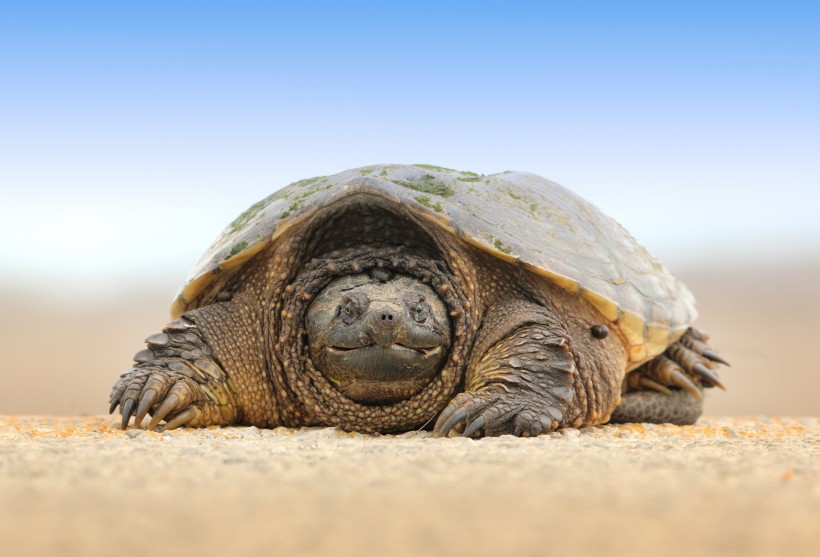 静静休息的乌龟图片(16张)