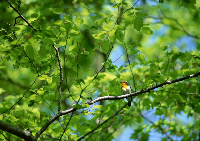 夏季树枝上的鸟图片(48张)