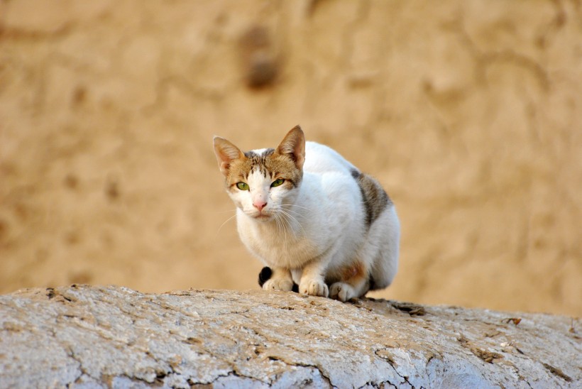 向远处张望的猫图片(10张)