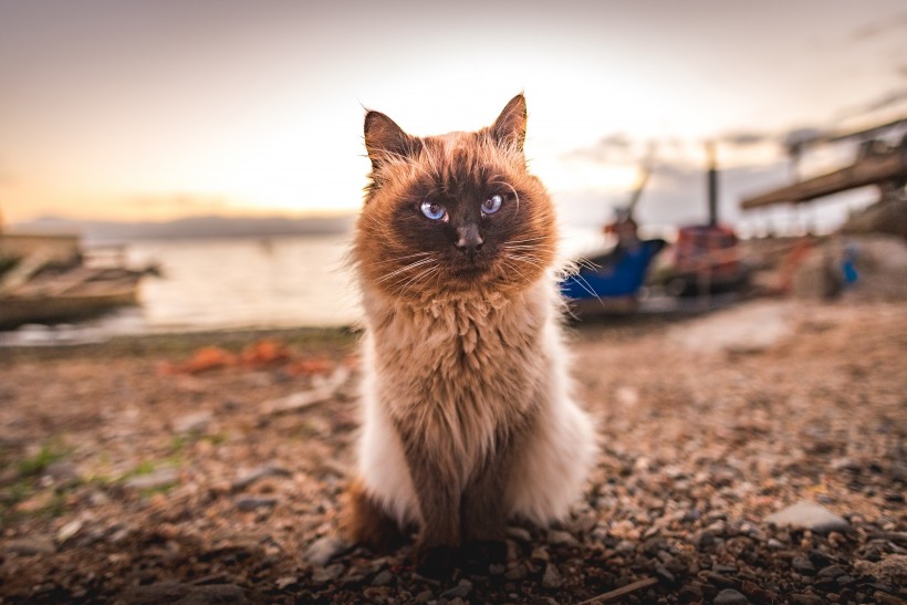 向远处张望的猫图片(10张)