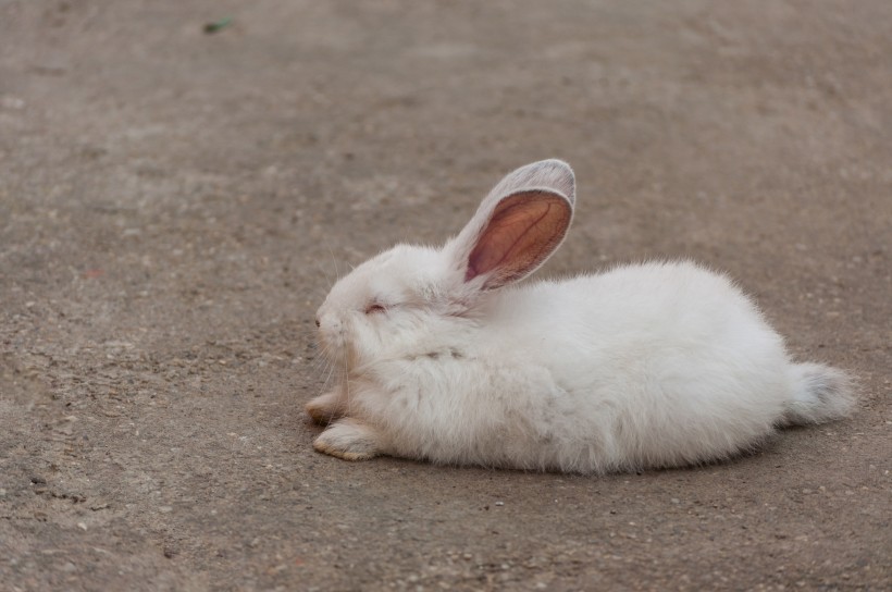 雪白的小白兔图片(13张)