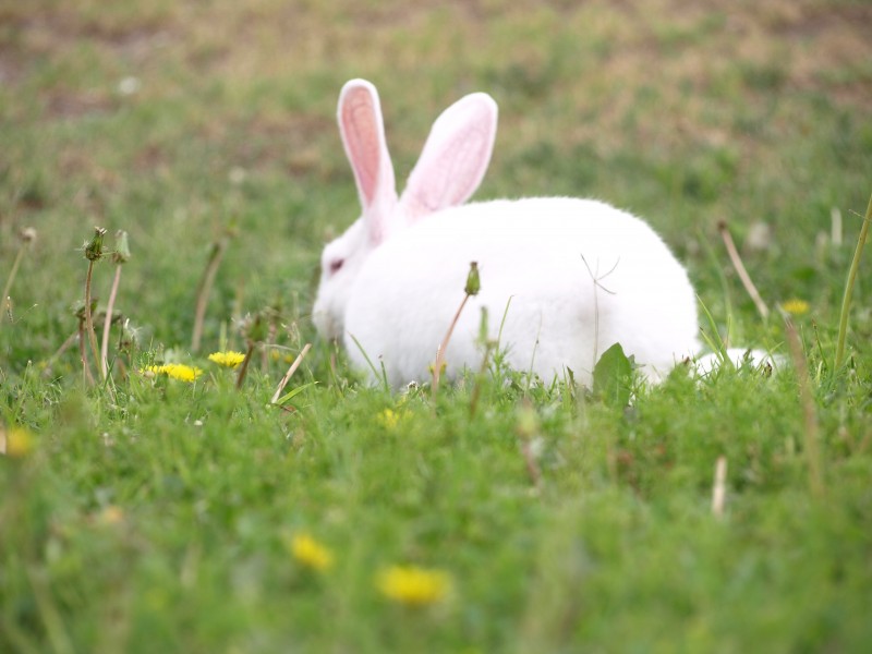 可爱的小白兔图片(12张)