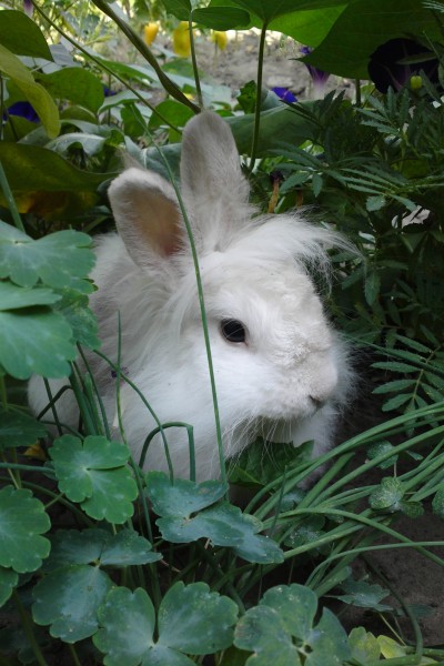 可爱的小白兔图片(12张)