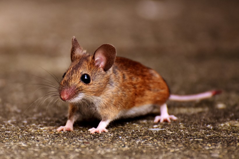 可爱的小老鼠图片(12张)
