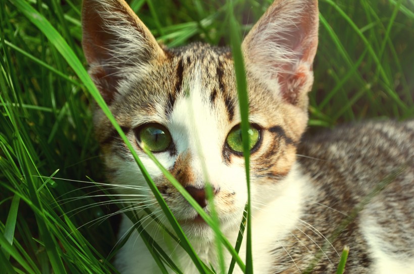 睁大双眼的小猫图片(11张)