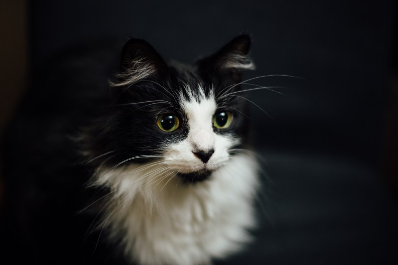 睁大双眼的小猫图片(14张)