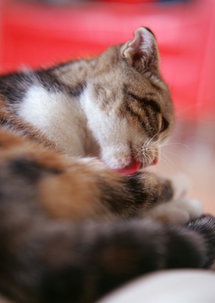 小猫的可爱搞笑动作图片(19张)