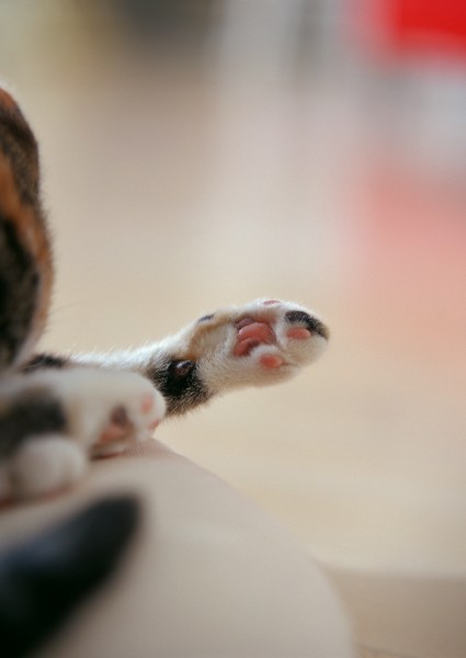 小猫的可爱搞笑动作图片(19张)
