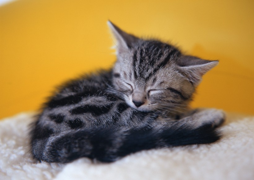 小猫睡姿图片(10张)