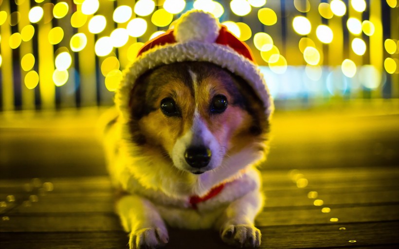 戴圣诞帽的小猫小狗图片(9张)