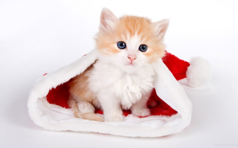 戴圣诞帽的小猫小狗图片(9张)