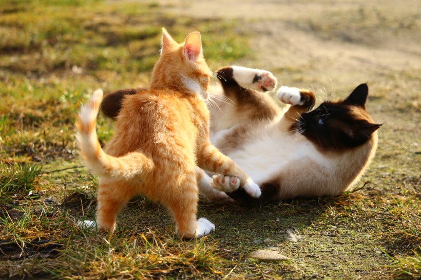 小猫战斗图片(15张)