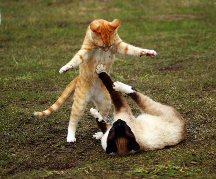 小猫战斗图片(15张)