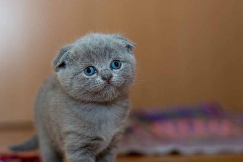 可爱的小奶猫图片(10张)