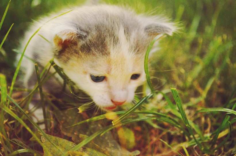可爱的小奶猫图片(10张)