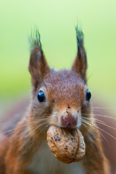 可爱的小松鼠图片(13张)