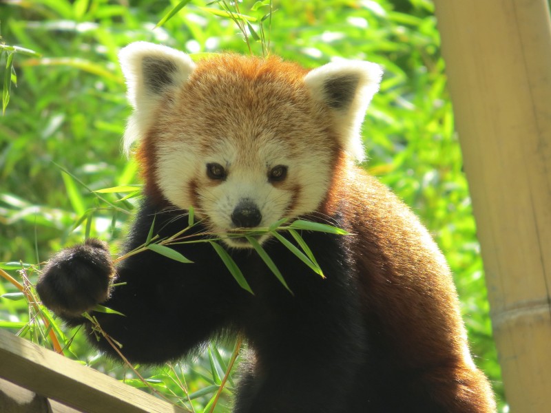 正在吃竹叶的小熊猫图片(12张)