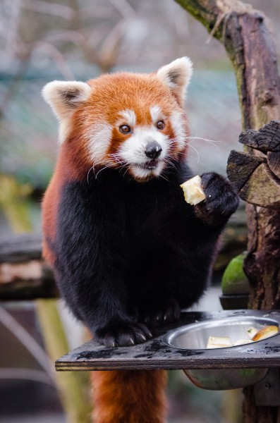 正在吃竹叶的小熊猫图片(12张)
