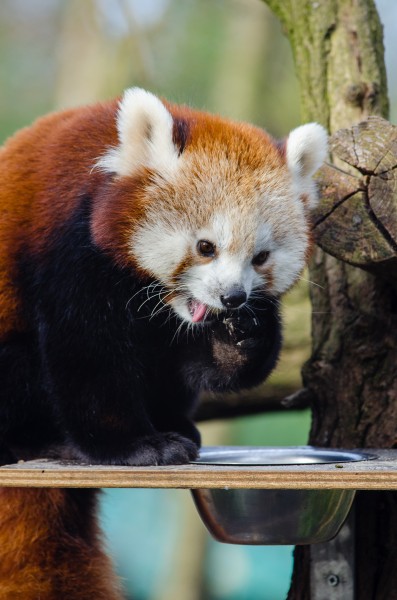 褐红色的小熊猫图片(14张)