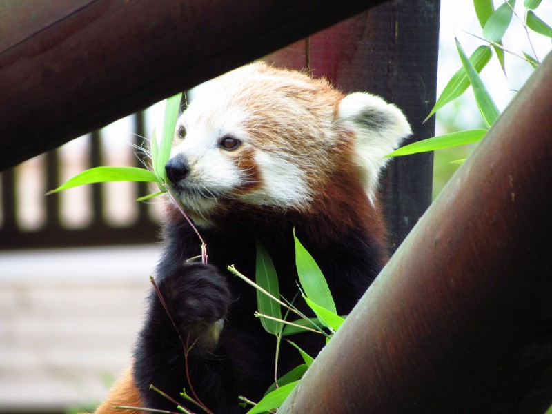 活泼可爱的小熊猫图片(14张)