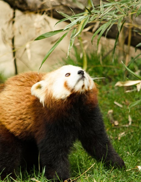 活泼可爱的小熊猫图片(13张)