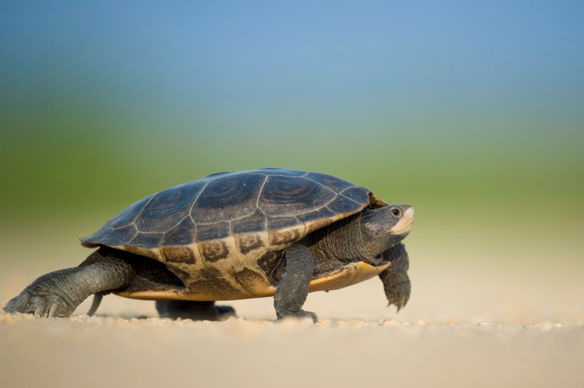 行动缓慢的乌龟图片(12张)