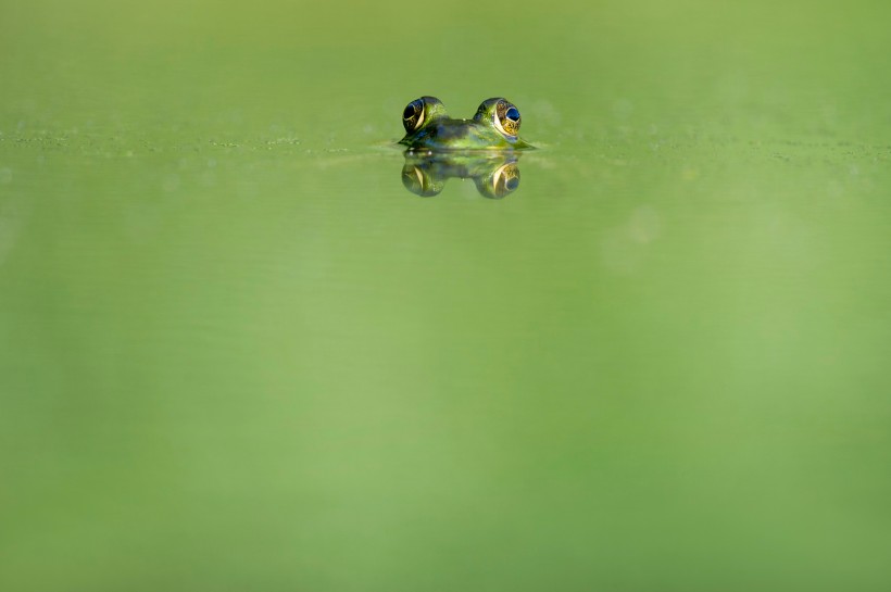 形态各异的青蛙图片(11张)