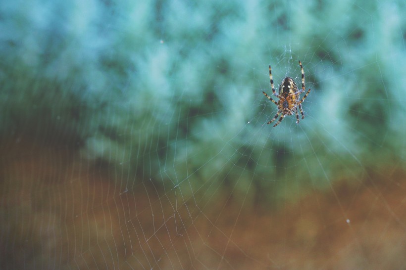 形态各异的蜘蛛图片(10张)