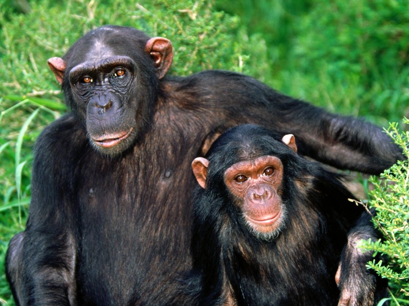 猩猩图片(16张)